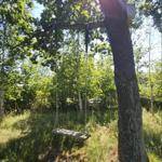 Wooden swing hangs from a tree in a green garden. Sun shines through the leaves.