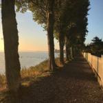 Path along the water with trees and white fence line.