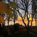 Sunset over water framed by trees and leaves in the foreground.