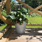 Eine Erdbeerpflanze in einem Metalleimer steht auf einer Holzterrasse mit Blick auf einen grünen Garten.