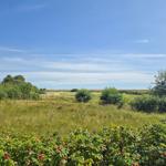 Weitläufiges Grasland mit Sträuchern und roten Beeren unter blauem Himmel.