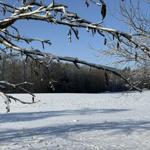 Schneebedeckte Äste rahmen eine winterliche Landschaft mit schneebedecktem Feld und Wald im Hintergrund ein.