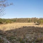 Wide field with grass and forest in background under clear sky.