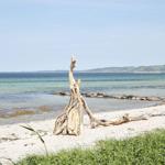 Beach with white sand, sea, and driftwood. Holiday home directly by the water.
