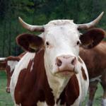 Rinder mit markierten Ohren grasen auf einer grünen Wiese vor einem Wald.