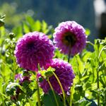 Violette Dahlienblüten im Garten mit grünen Blättern und unblütenknospen.