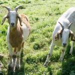Zwei Ziegen grasen auf einer grünen Wiese mit Steinen.