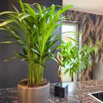 Eine Pflanze in einem Topf steht auf der Küchenarbeitsplatte neben einer Skulptur.