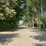 Paved path with trees and houses in a quiet residential area.