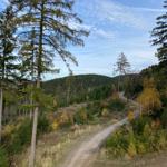 Waldweg führt durch grüne und herbstliche Bäume zu Bergen unter blauem Himmel.