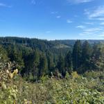 Panoramablick auf einen dichten Wald unter einem klaren blauen Himmel.