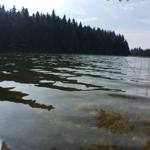 Klarer See mit Waldreflexionen und Wasserpflanzen im Vordergrund.