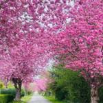 A path under blooming pink cherry trees with green lawn on both sides.