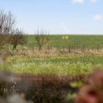 Weitläufiges Feld mit Bäumen und Hedges unter blauem Himmel.