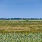Wide field with cows under blue sky. Trees and a red building are visible in the background.