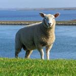 Schaf steht auf grünem Rasen am Wasser