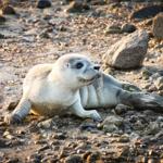Nordstrand am Strand