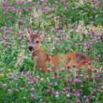 Nordstrand hinter dem Deich