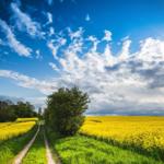 Eine staubige Straße führt durch gelbe Rapsfelder unter einem blauen Himmel mit weißen Wolken.