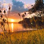 Sonnenuntergang über See mit Gras und Pflanzen im Vordergrund.