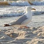 Eine Möwe steht am Strand, während Wellen das Ufer erreichen.