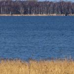 Ein Blick auf einen See mit Ufervegetation und einem Wald im Hintergrund.