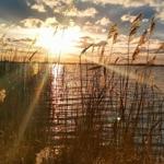 Sonnenuntergang über einem See mit Schilf im Vordergrund.