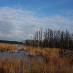 Wasserfläche mit hohem Schilf und Bäumen am Horizont unter blauem Himmel mit Wolken.