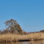 Seeufer mit Schilf, Brücke und Baum unter blauem Himmel