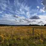 Weite Wiese mit gelben Blumen, Drahtzaun und Wald im Hintergrund unter einem blauen Himmel mit Wolken.