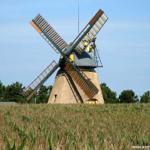 Alte Windmühle inmitten von Maisfeldern unter blauem Himmel.