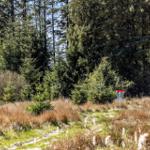 Disc golf basket in a wooded area with tall grass and trees.