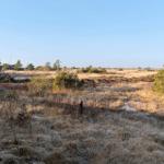 Weitläufiges Moor mit Gräsern und Bäumen. Ein Haus ist rechts sichtbar.