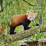 A small red panda stands on a branch in a green tree.