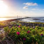 Sonnenuntergang am Watt mit rosa Rosen im Vordergrund.