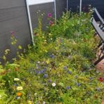 Blumenbeet mit bunten Blumen neben einer Holzhauswand und Liegestühlen.