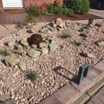 Garten mit Kies, Steinen und Pflanzen vor der Haustür.