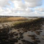 Muschelstrand mit Dünen und Watt. Flache Wasserfläche mit Steinen und Algen.
