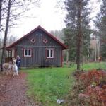 Holzhütte mit rotem Dach und zwei Alpakas vor einem Wald.