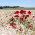 Red poppies bloom in the wheat field under a blue sky.