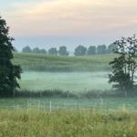 Wildbeobachtung in der Morgenstunden