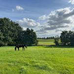 Blick auf die Pferdeweide