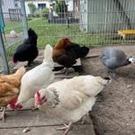 Hühner und frische Eier