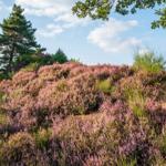Blooming heath hill under blue sky with trees in background