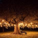 Ein großer Baum mit Lichterketten und einer Bank im Herbstlaub.