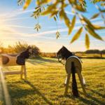 Zwei hölzerne Pferdefiguren stehen auf einer Wiese unter Bäumen bei Sonnenuntergang.