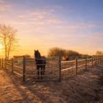 Zwei Pferde stehen in einem Hof bei Sonnenuntergang. Im Hintergrund sind Bäume und ein Stall sichtbar.
