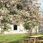 Hinterhof mit Holztisch, blühenden Bäumen und Grasfläche.