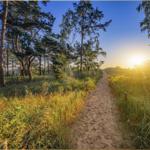 Waldweg durch Gras und Bäume zum Sonnenuntergang