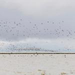 Viele Vögel fliegen über Wasser und Strand. Ein Naturschauspiel an der Küste.